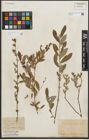 Foto von Salix purpurea L. x Salix repens L.